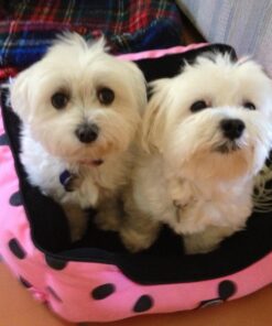 GREENIES Weight Management TEENIE Natural Dog Dental Care Chews Weight Control Dog Treats, 27 oz. Pack (96 Treats) 56 71utDtdeenL