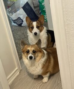 Milk-Bone Soft & Chewy Dog Treats, Beef & Filet Mignon Recipe, 25 Ounce Original 25 Ounce (Pack of 1) 43 71uurXZ2XHL