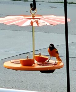 Kettle Moraine Super Oriole Recycled Orange Fruit, Jelly, Mealworm Bird Feeder w/Orange Roof 37 71v0EqaLkHL