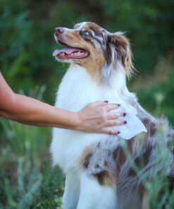 earthbath, Hypo-Allergenic Grooming Wipes – Fragrance Free Dog Wipes for Paws and Butt, Pet Wipes for Dogs with Sensitive Skin, Made in USA, Cruelty-Free Dog Cleaning Wipes – 100 Count (1 Pack) 19 71v0z4MfbWL