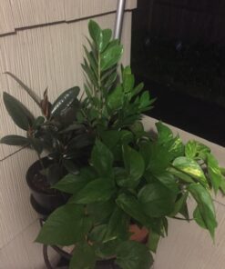 SUPERthrive VI30131 Plant Vitamin Solution, 2 Ounce 2 Ounces 3 71v1Nh JQhL