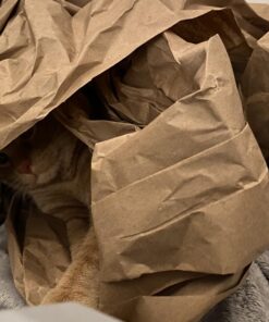 Amazon Basics - 2-Door Top-Load Hard-Sided Dogs, Cats Pet Travel Carrier, Gray & Blue, 22.8"L x 15.0"W x 13.0"H Two-Door Top-Load 66 71v37SzNzcL 1