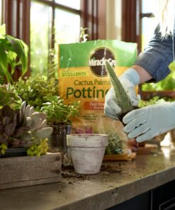 Alternative view of Miracle-Gro Cactus, Palm & Citrus Soil - For Containers , Added Fertilizer Feeds for 6 Months, 8 qt. Potting Mix