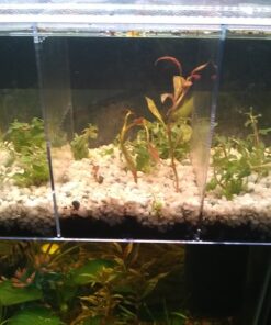 Staurogyne Repens Tissue Cultured - Foreground Aquarium Plant 65 71v9g9owWKL