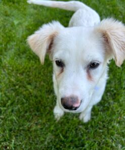 ANGELS' EYES PLUS Tear Stain Prevention Beef Powder for Dogs | All Breeds | No Wheat No Corn | Daily Support for Eye Health | Proprietary Formula |Limited Ingredients | Net Content 75g 20 71vB7o1m97L