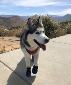 Hipaw Summer Breathable Dog Boots Nonslip Sole Paw Protector for Hardwood Floor XL: Insole Wide 2.83" Blue 29 71vB9kwN7xL