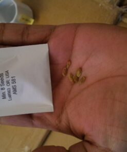 Plant Theatre Bonsai Tree Kit - Indoor Plant Growing Kit w/ 3 Mini Bonsai Seed Packs, 6 Pots, 6 Peat Discs and 6 Propagator Bags - Gardening Gifts for Men, Women and Room Decor - Crafts for Adults 51 71vCAXKgyEL