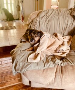 Amazon Basics Dog and Puppy Pee Pads with 5-Layer Leak-Proof Design and Quick-Dry Surface for Potty Training, X-Large, 28 x 34 Inch - Pack of 40, Blue & White Unscented X-Large (40 Count) 30 71vFl3UOiCL 1