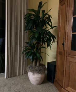 Nearly Natural - 6584 62in. Corn Stalk Dracaena Silk Plant (Real Touch), 24" x 28" x 62", Green artificial plant 58 71vHWeTIrML