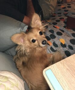 QIAYA Selfie Light Ring Lights LED Circle Light Cell Phone Laptop Camera Photography Video Lighting Clip On Rechargeable 53 71vIBOEkTRL