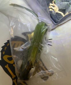 Jungle Vallisneria Rooted Plants 15-20 inches Tall - Easy Background Aquarium Plants 28 71vIVGNbBPL