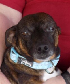 Blueberry Pet Soft & Safe 3M Reflective Neoprene Padded Adjustable Dog Collar - Baby Blue Pastel Color, Medium, Neck 14.5"-20" 73 71vJS2Jxn2L 2