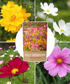 Cosmos Seeds Wildflower Mixture - Bulk Quarter Pound Bag - Over 20,000 Seeds - Pink, Yellow, Orange, Red, Purple and White Mixed Species! 1/4 Pound Bag 25 71vSYCDogUL