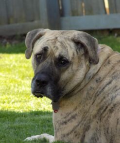 Nikon Coolpix L340 20.2 MP Digital Camera with 28x Optical Zoom and 3.0-Inch LCD (Black) Base 54 71vTo90QY5L