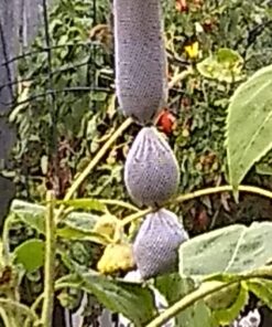 Kaytee Wild Bird Finch Station Soft Mesh Sock Feeder, Includes 2 Socks 2 Count (Pack of 1) 16 71vVP392CL