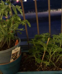 English "Vera" Lavender Seeds for Planting, 1000+ Seeds Per Packet, (Isla's Garden Seeds), Non GMO & Heirloom Seeds, Botanical Name: Lavandula angustifolia, Great Herb Garden Gift 27 71vYa lqWAL