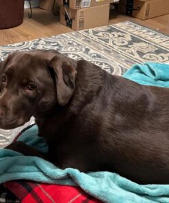 NUTRO NATURAL CHOICE Adult Dry Dog Food, Chicken & Brown Rice Recipe Dog Kibble, 30 lb. Bag 30 Pound (Pack of 1) 40 71vZGpesYqL