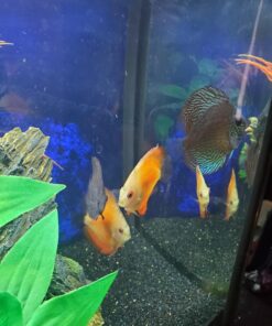 Seachem Discus Buffer 1 Kilo,white 10 71vZNSi2KWL