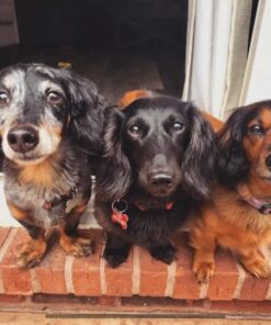 Downtown Pet Supply - Quick-Fit Dog Muzzle for Grooming - Pet Care & Dog Grooming Supplies - Soft Nylon Muzzle with Safety Buckle - Size 1 - Muzzle for Small Dog 30 71vcveUCwL