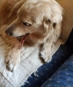 Best Bully Sticks 12 Inch All-Natural Odor Free Bully Sticks for Dogs - 12” Fully Digestible, 100% Grass-Fed Beef, Grain and Rawhide Free | 12 Pack 12" (12 Pack) 39 71ve0FhV6FL