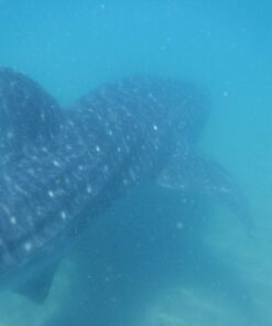 Fujifilm FinePix XP80 Waterproof Digital Camera with 2.7-Inch LCD (Yellow) Yellow 69 71ve87xi6ML