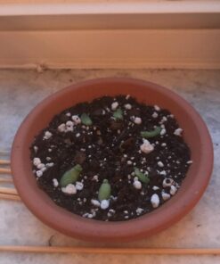 Espoma Organic Cactus Potting Soil Mix, Natural & Organic Soil for Cactus, Succulent, Palm, and Citrus grown in containers both indoors and outdoors, 4 qt, Pack of 1 4 Quart 34 71verC8QT L