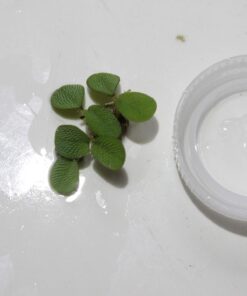 Alternative view of 12 Water Spangles (Salvinia Minima), Live Aquarium/Aquatic/Floating/Pond/Freshwater Plant by G&Z