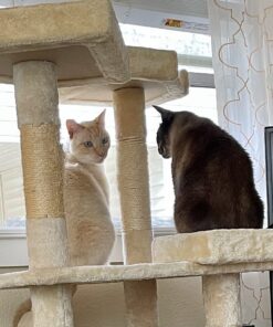 FELIWAY MultiCat Calming Pheromone, 30 Day Refill - 1 Pack 33 71vheOZ8ElL