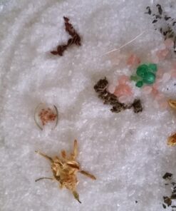 The Heart of the Shaman: Stories and Practices of the Luminous Warrior 19 71vjJDh1S6L