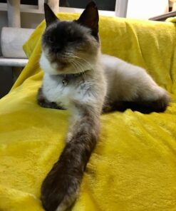 Hill's Science Diet Dry Cat Food, Adult 11+ for Senior Cats, Chicken Recipe, 15.5 lb. Bag 15.5 Pound (Pack of 1) 44 71vnHv8EJBL