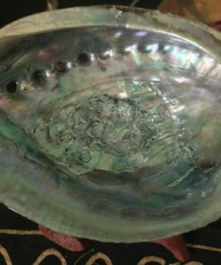 Vrinda ®Abalone Shell and 6'' Wooden Tripod Stand 38 71vnk9 aXL