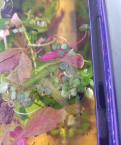 12 Water Spangles (Salvinia Minima), Live Aquarium/Aquatic/Floating/Pond/Freshwater Plant by G&Z 46 71vsvIQXd0L 2