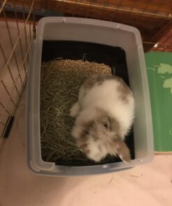 IRIS USA Open-Top Cat Litter Box with Shield and Scoop, Black Regular 46 71w0QIuya L