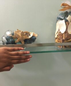 Hosley Glass Shell Vase 8 Inches Long Ideal Gift for Weddings Spa Aromatherapy Flower Arrangements Bowl for Orbs DIY Craft Projects LED Votive Candle Gardens O9 32 71w2tzNYdSL