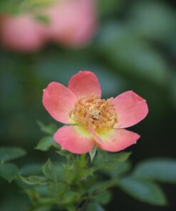 Altura Photo Professional Cleaning Kit for DSLR Cameras and Sensitive Electronics Bundle with 2oz Altura Photo Spray Lens and LCD Cleaner - Camera Accessories & Photography Accessories w/ 2 oz. Altura Photo Cleaning Solution 43 71w3 zQX7vL 3