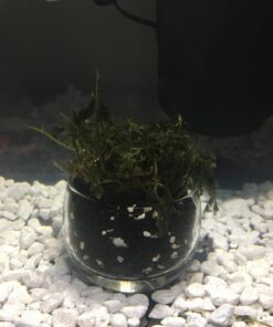 Bolbitis Difformis Baby Leaf Fern Potted Live Aquarium Plants for Freshwater Fish Tank by Greenpro 35 71w4ussn3oL