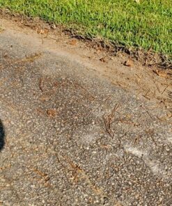 Greenworks 12 Amp Electric Corded Edger 27032 35 71w7NZa5oxL