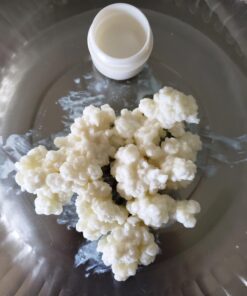 Kefir Grains - Living Probiotic Enriched "As seen on TV" 22 71w7fkLk AL