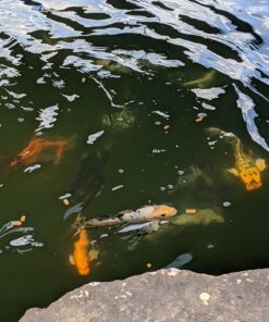 TetraPond Koi Vibrance, Soft Sticks, Easy to Digest Floating Pond Food, 5.18 lbs 38 71w7r4Mc2nL