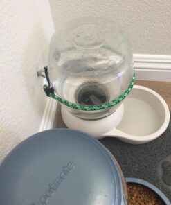 Petmate Replendish Automatic Gravity Waterer for Cats and Dogs, BPA-Free, No Batteries Required, Includes Charcoal Filter, 1 Gallon, Made in USA Silver 1 GAL 58 71w8W70VyWL