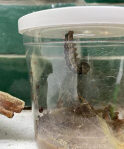 Painted Lady Butterfly Kit - Habitat, STEM Journal, & Voucher for Chrysalis Log & Caterpillars - Grow Your Own Butterfly Kit 39 71w9AYxkRL 1