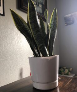 Novelty Majestic Full Depth Round Cylinder Pot, Glossy White, 6-Inch (10062) 37 71wBtq7AE9L