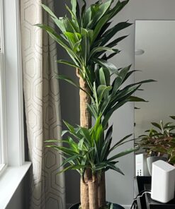 Nearly Natural - 6584 62in. Corn Stalk Dracaena Silk Plant (Real Touch), 24" x 28" x 62", Green artificial plant 47 71wDAKWWhbL