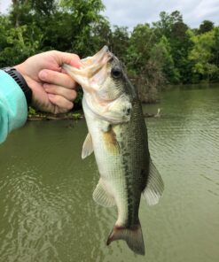 KastKing Fluorokote 100% Fluorocarbon Fishing Line, Fluorocarbon Leader, Extreme Clarity, Fast Sinking, Shock Resistant, High Abrasion Resistance, Available in 150 and 300 YD Spools 15LB(6.8KG) 0.33mm-300Yard 31 71wF 0WYj9L