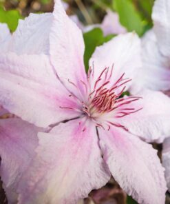 NEEWER 43 Inch/110 Centimeter Light Reflector Diffuser 5 in 1 Collapsible Multi Disc with Bag - Translucent, Silver, Gold, White, and Black for Studio Photography Lighting Outdoor Standard Packaging 34 71wKJn8gNL