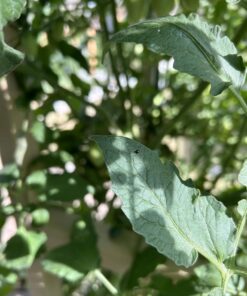 Southern AG 100520028 13021 Caterpillar Control, For Insects8 oz 13 71wL 40X2OL