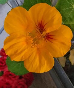 Seed Needs, Edible Wildflower Seed Packet Collection (7 Varieties of Flower Seed for Planting) Non-GMO & Untreated - Includes Viola, Pansies, Chives, Borage, Calendula, Nasturtium and Bee Balm 29 71wLzbxk2sL