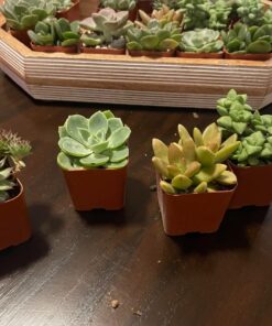 Succulents Plants Live (20PK) Potted Succulent Plants Live House Plants, Cactus Plants Live Plants Indoor Plants Live Houseplants, Indoor Plant Succulents Live Plant House Plant by Plants for Pets 20-PACK 66 71wM4uRIuL