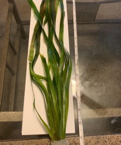 Jungle Vallisneria Rooted Plants 15-20 inches Tall - Easy Background Aquarium Plants 41 71wMRVKgJpL