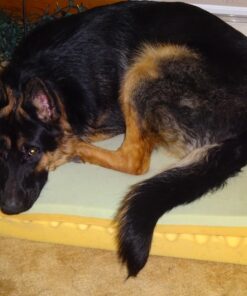 ZINUS 5 Inch Memory Foam Mattress, Fiberglass Free, Bunk Bed, Trundle Bed, Day Bed Compatible, Twin, White 51 71wUTcJHzL